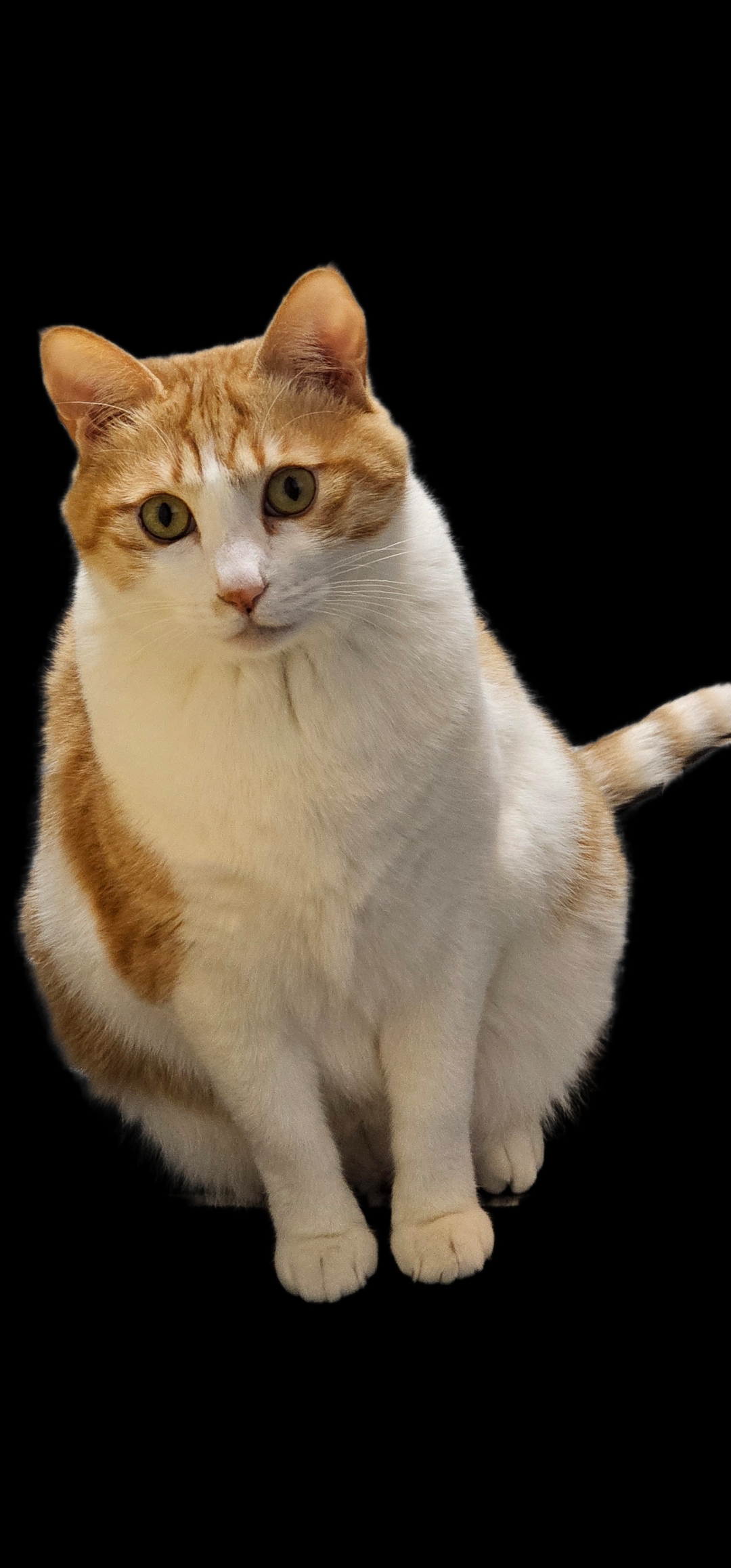 삼성 갤럭시 누끼 따기 이미지